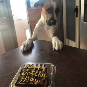 Meet your Posher, Bailey